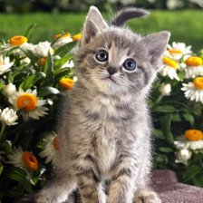 Схема вышивки «котенок»