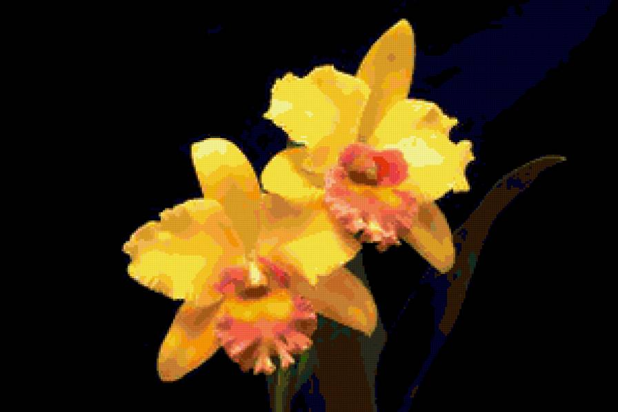 орхідея - орхідея, квіти - предпросмотр