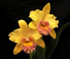 Схема вышивки «орхідея»