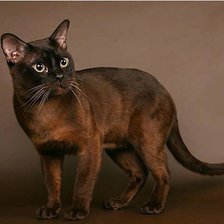 Схема вышивки «кот»