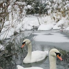 Схема вышивки «птицы»