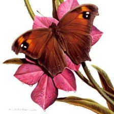 Схема вышивки «№319296»