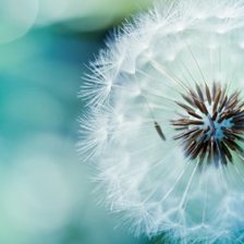 Схема вышивки «воздушный одуванчик»