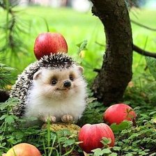 Схема вышивки «весёлый ежик»