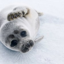 Схема вышивки «нерпа»