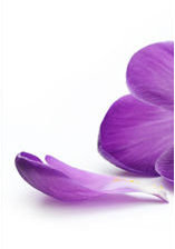 Схема вышивки «Сиреневые лепестки часть1»