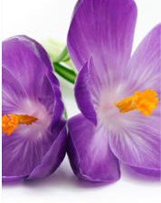 Схема вышивки «Сиреневые лютики част2»