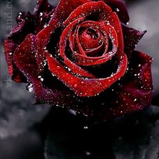 Схема вышивки «роза»