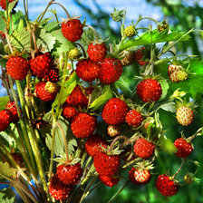 Схема вышивки «земляника»