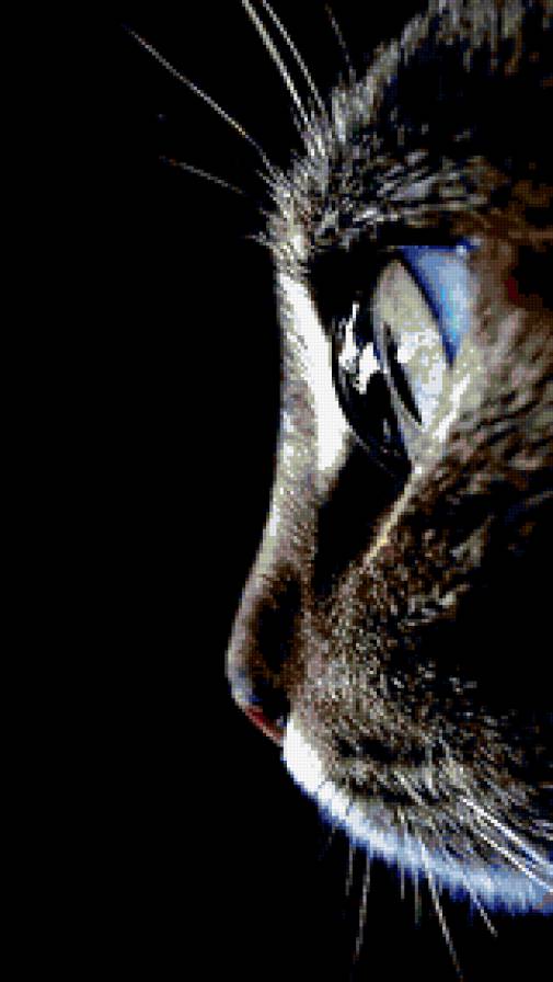 Киса - предпросмотр