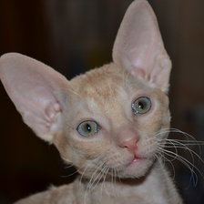 котик Томми