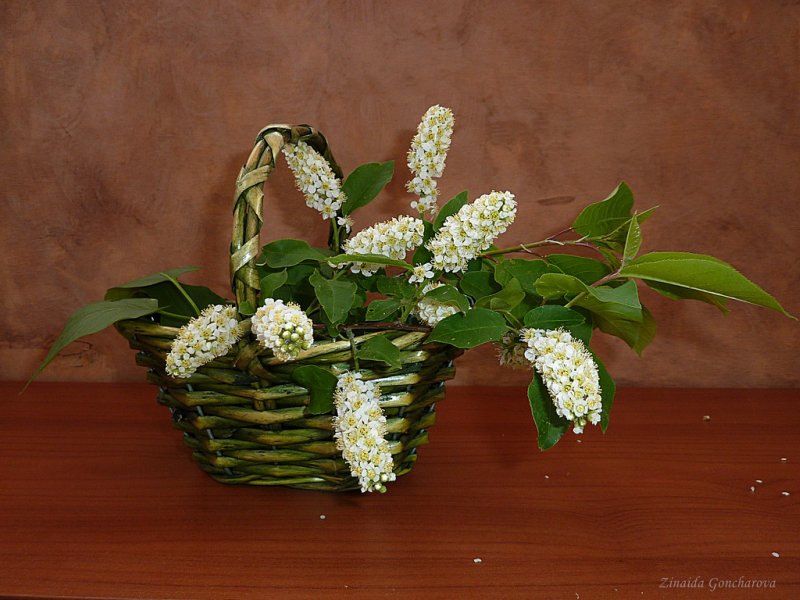 черемуха - цветы, черемуха, букет - оригинал