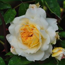 Схема вышивки «роза»