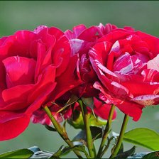 Схема вышивки «розы»