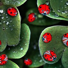 Схема вышивки «картина»