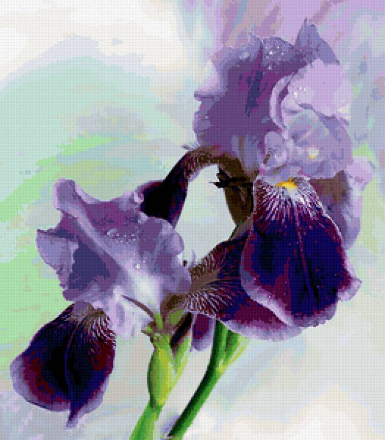 Ирис - цветы, ирис - предпросмотр