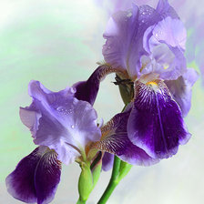 Схема вышивки «Ирис»