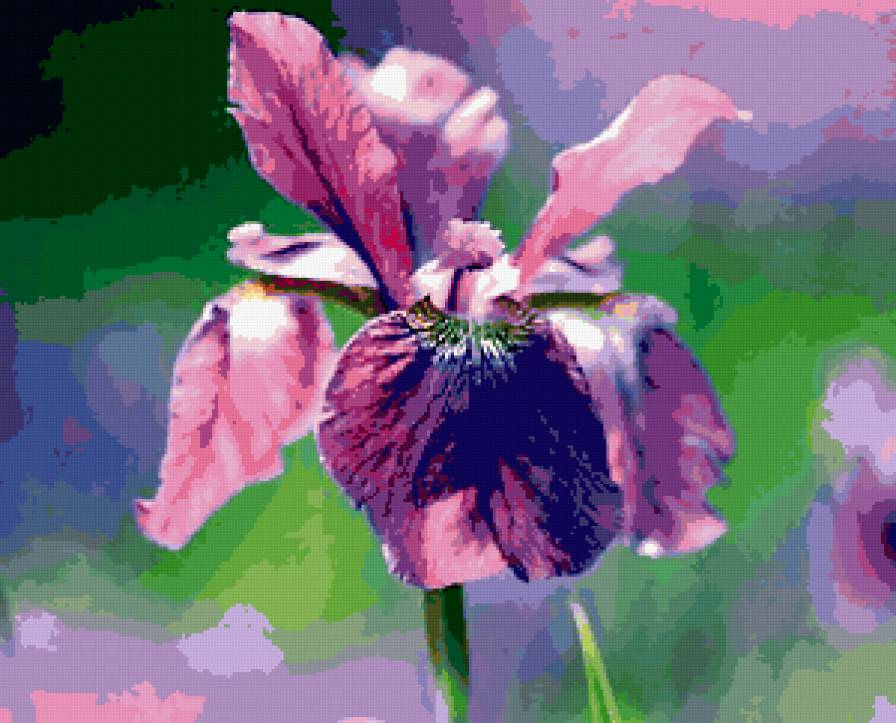 Ирис - ирис, цветы - предпросмотр