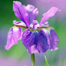 Схема вышивки «Ирис»