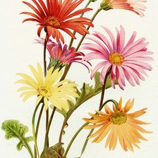 Схема вышивки «Герберы»