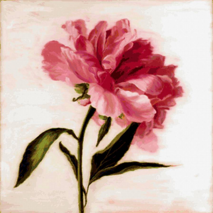 Пион.Художница Patricia Murphy-Macdonald - цветок, пион - предпросмотр