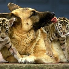 Схема вышивки «тигрята»