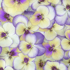 Схема вышивки «Анютины Глазки»