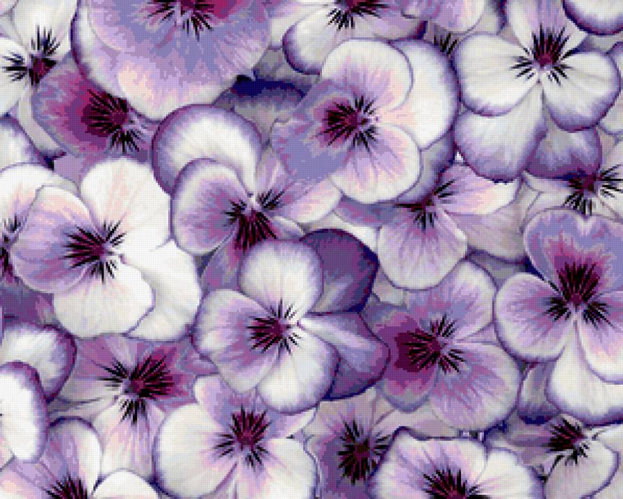 Анютины Глазки - цветы, анютины глазки - предпросмотр