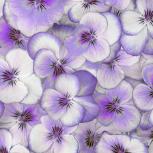 Схема вышивки «Анютины Глазки»