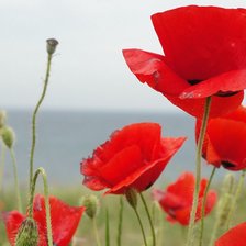 Схема вышивки «Маки»