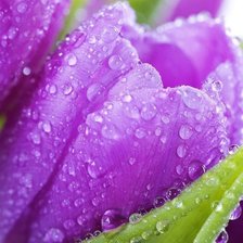 Схема вышивки «Тюльпан»