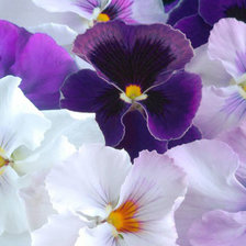 Схема вышивки «Анютины Глазки»