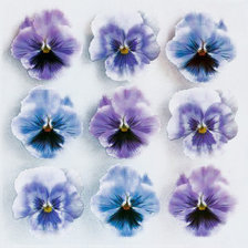 Схема вышивки «Анютины Глазки»