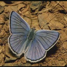 Схема вышивки «Бабочка»