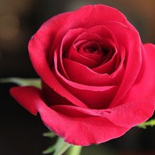 Схема вышивки «роза»