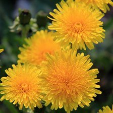 Схема вышивки «одуванчики»