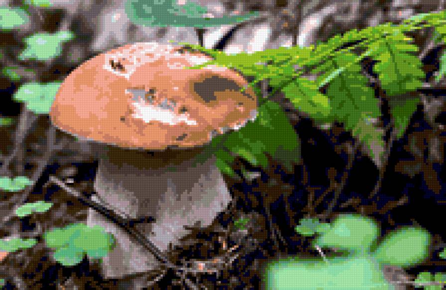 №320448 - природа, грибы - предпросмотр