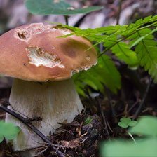 Схема вышивки «№320448»