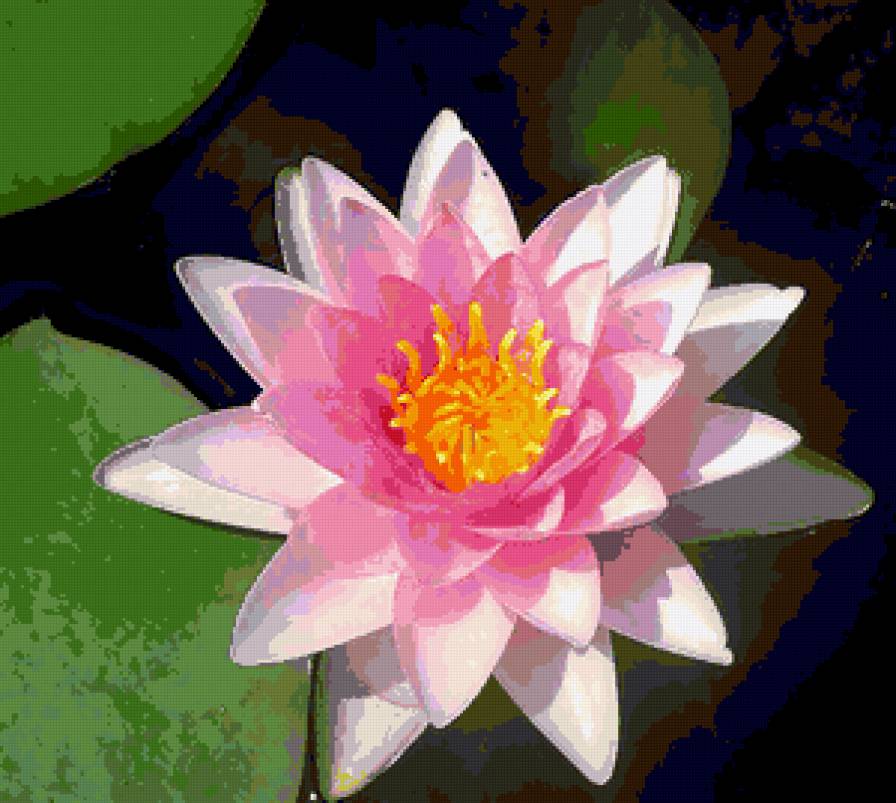 нимфея - лилии, озеро, цветы - предпросмотр