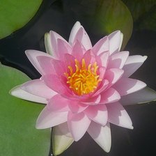 Схема вышивки «нимфея»