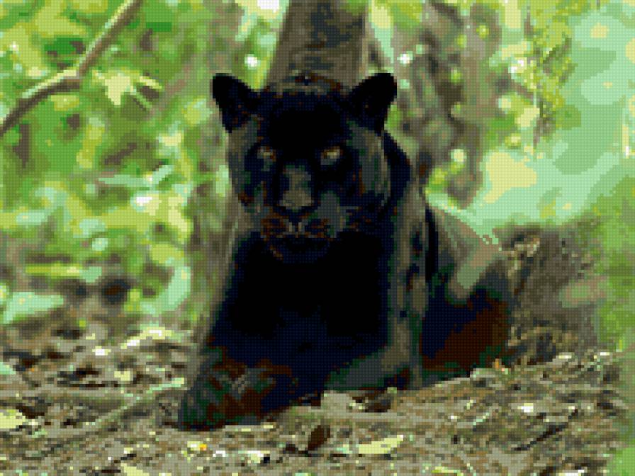 Пантера - дикая кошка, пантера, кошка - предпросмотр