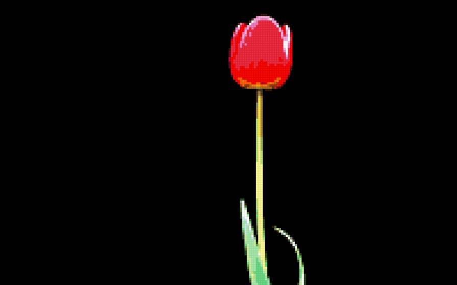 тюльпан - цветы - предпросмотр