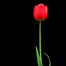 тюльпан