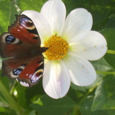 Схема вышивки «Бабочка на цветке»