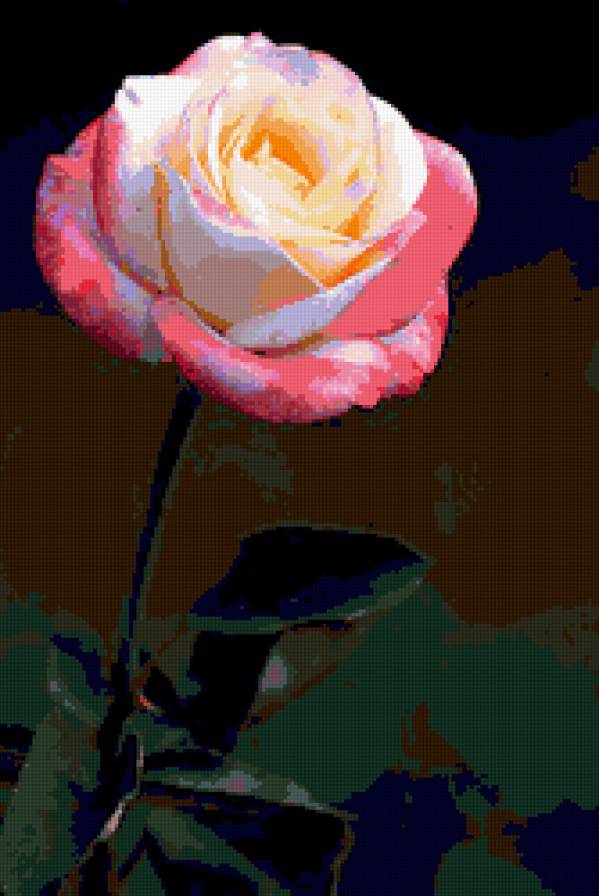 роза - цветок, цветы, розы, роза - предпросмотр