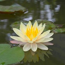 Схема вышивки «нимфея»