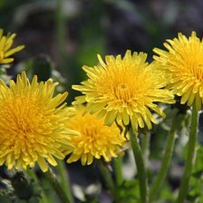 Схема вышивки «одуванчики»