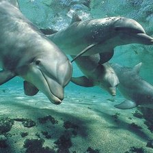 Схема вышивки «дельфины»