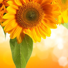 Схема вышивки «подсолнухи»