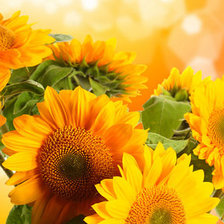 Схема вышивки «подсолнухи»